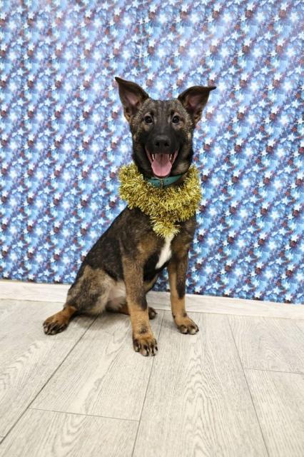 Малинка Щенятник